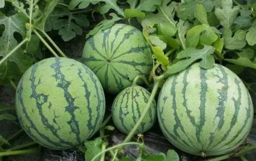 小叮当的一家黑料吃瓜