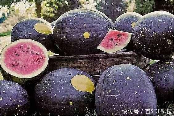 网红爆料吃瓜黑料解读,吃瓜黑料背后的真相与反思