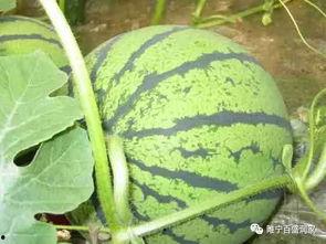zzztt46黑料吃瓜,吃瓜群众热议背后的真相